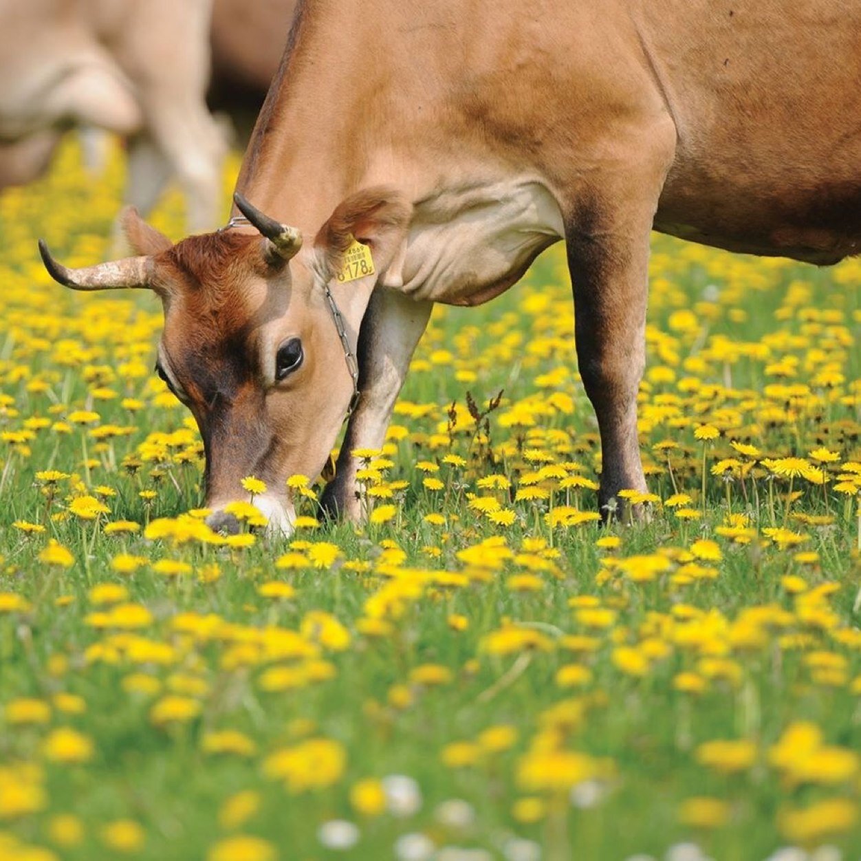 Rauwmelkse Jerseykaas, natuurkorst van Ghee, gehoornde koeien, antibiotica vrij, kalf bij de koe, weidegang, #BesteBelegenkaasNL, #Agrarischondernemer2016