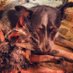 Kwest (@westerfeld_z) Twitter profile photo