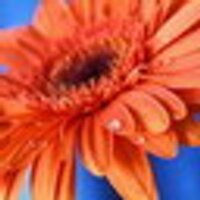 Amina Veselova (@tpajwzdn0c) 's Twitter Profile