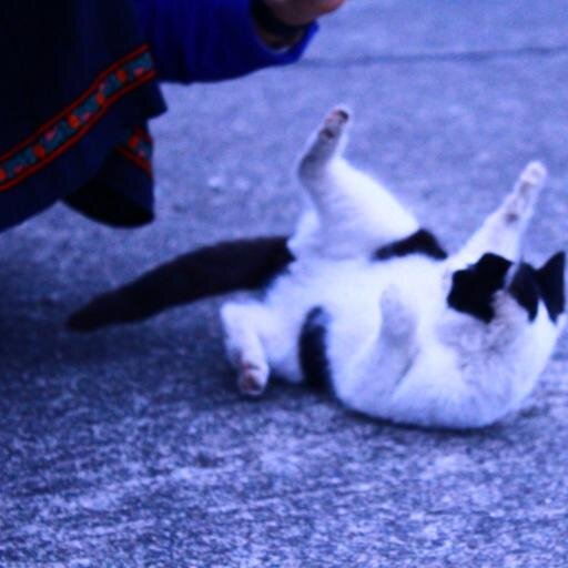 osaoriii's profile picture. ちきう