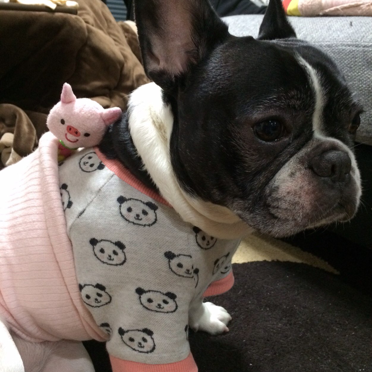 愛犬ちまきを溺愛する二児の母♪いつまでもかわいく若くいられるように日々頑張ってます