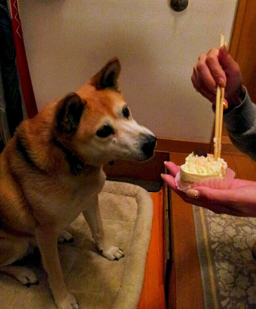 WEEK69th's profile picture. 2003.5.1 新日本プロレス ULTIMATE FESTIVAL 300人対抗すね相撲大会ファイナリスト。
決勝戦のvsアントニオ猪木では、何もできずに敗北。(猪木さんのすねは硬すぎました！)