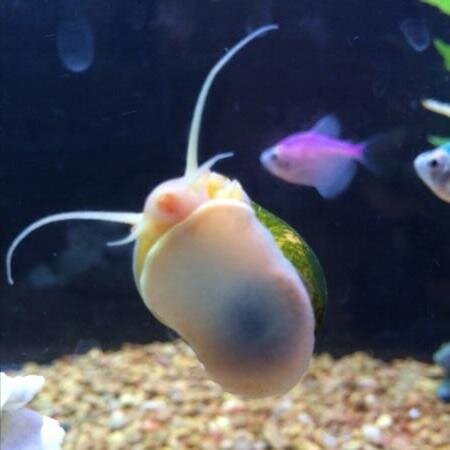 RealFishTanks's profile picture. Professional Swordfish Stock Trader