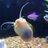 RealFishTanks's profile image