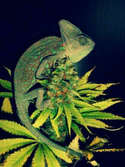 smoke weed every day . hot pussy . come carne .locura.hatermaximunlevel.girls.pussys.biches.os love pastelitos y bizcochitos drugs