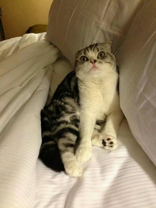 Go follow @EllovaticSwift . free follow frm @EllovaticSwift :)