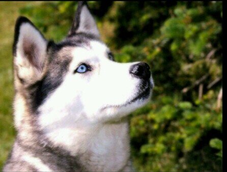 The Dog Helps You Gain, Just Follow The Dog. Follow The Cat @TCG_FollowBack