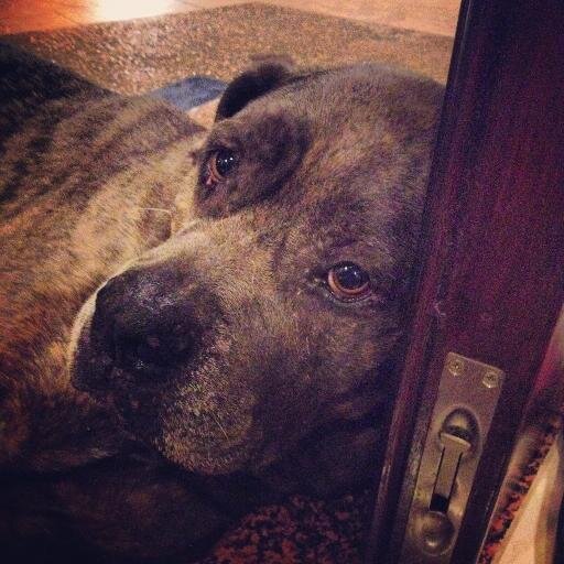 I'm a Neapolitan-Bull Mastiff who tweets. What else do ya wanna know?