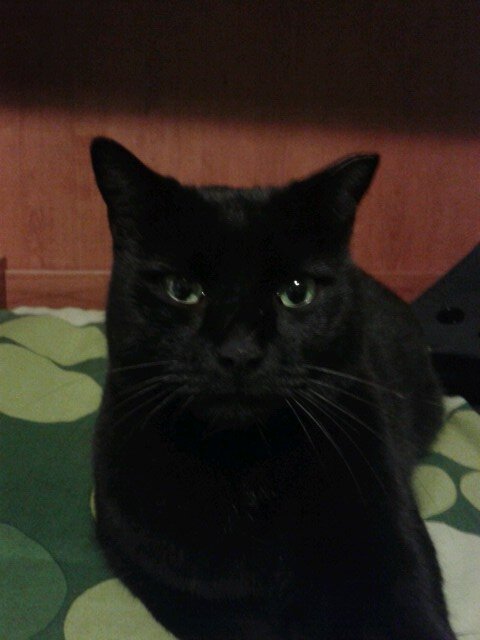 superpulzella's profile picture. I teach at the University of Milano public comparative law. I like movies, good detective books, baroc music and cats. I hope for more civic culture in Italy.