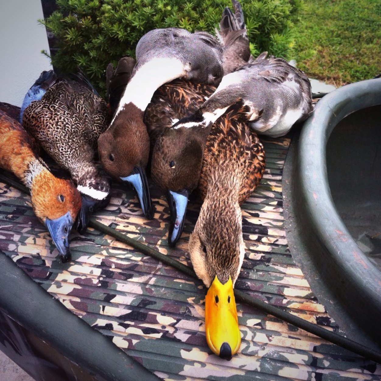 Producers of the best sneak duck boats around. The best kept secret for guided waterfowl hunting in Florida. Head down south to complete your Florida Slam!