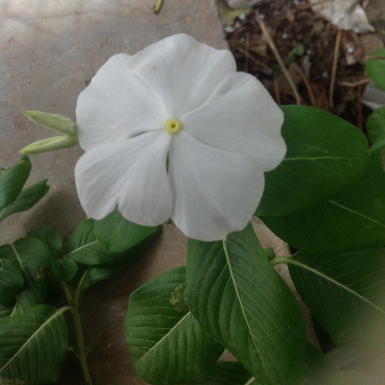 sondos5432's profile picture. 