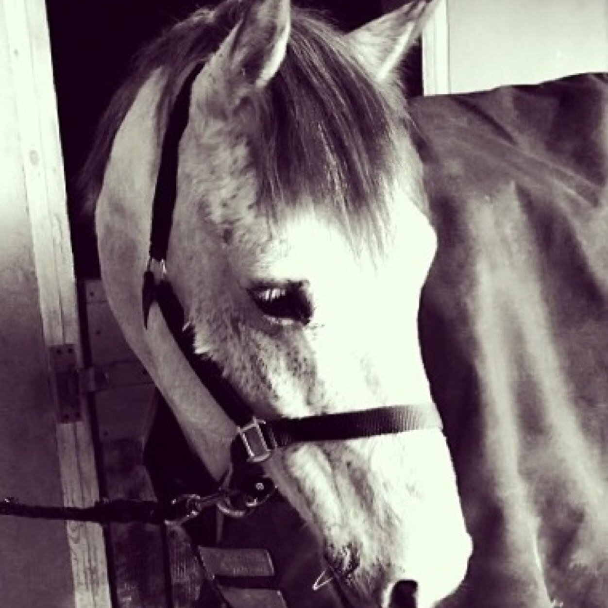 Just me and a horse, boring i know bit please follow for my babe, all those who say boys are gay because they ride are the gay ones!