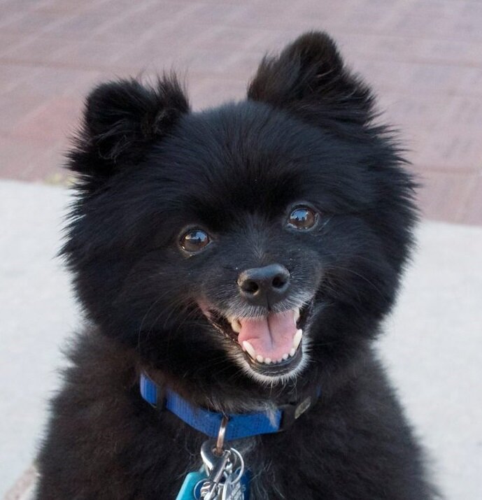 SirWigginsIII's profile picture. Philanthropist; Charitable Giver; Pomeranian; Dog Lover; Animal Activist; You can find my biography here: https://t.co/3BjwlKlB0a