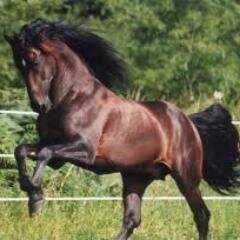 me gusta la charreria y todo lo que tenga que ver con los caballos,casado con 2 hijos y una esposa maravillosa.