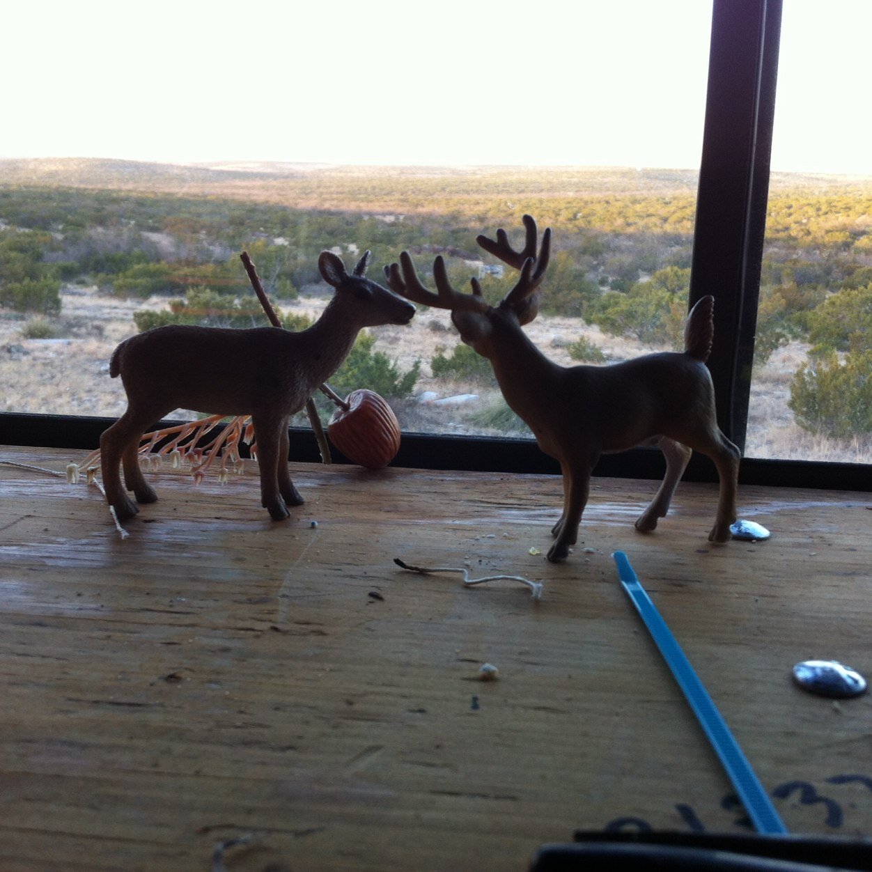 mexicoracer's profile picture. 