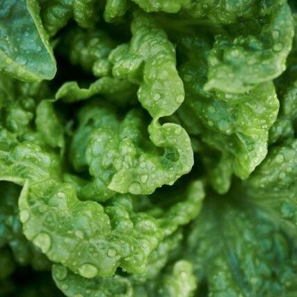 http://t.co/RvntKqEmo2 on Lettuce