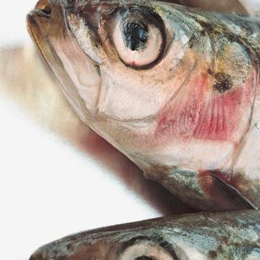 http://t.co/RvntKqEmo2 on Sardine