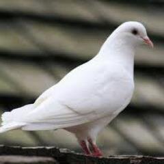 ‏اللهم اصرف عنا شرار الخلق واكفنا شر كل  ذي شر  (فَسَيَكْفِيكَهُمُ اللَّهُ ۚ وَهُوَ السَّمِيعُ الْعَلِيمُ)