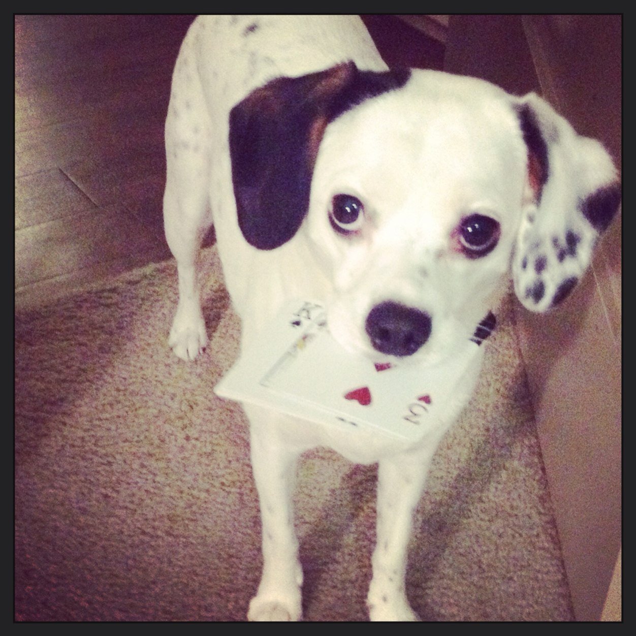 if you havin flea problems i feel bad for you son, i got 99 problems but an itch ain't one!