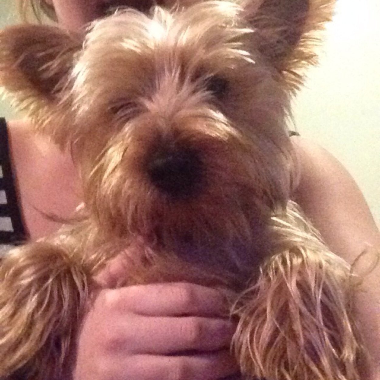 Just an average yorkie pup living life. No haters or cat lovers. 
Instagram: woofitsmax