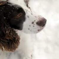 Dianna Fry (@difry4) 's Twitter Profile