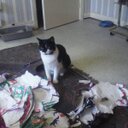 Karen Dower - @FelineBob11 - Twitter