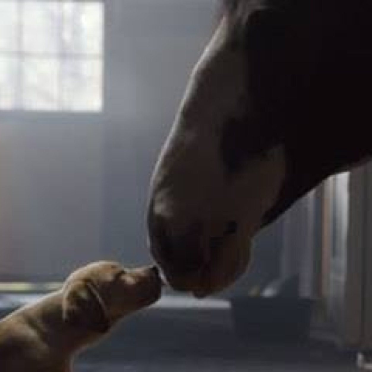 horsey924's profile picture. No hour of life is wasted that is spent in the saddle - Winston Churchill