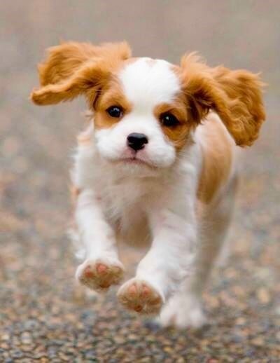 king charles spaniel king charles spaniel