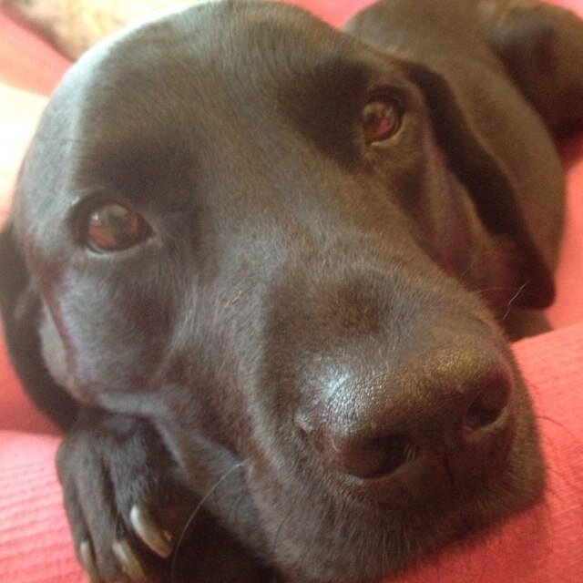 ReigateDogGroup's profile picture. I would like to create a useful place here for local dog lovers to share advice, info & recommendations. Will you help me?