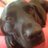 ReigateDogGroup's profile image