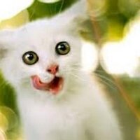 Meow Cets (@meowcets) 's Twitter Profile