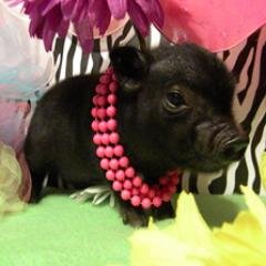 My middle name is Wilbur Bacon. @Blueykinz & @MangledViolet are minez! I luvs my furry pet @BigPoeBitz even though he finks hez boss. {RP}