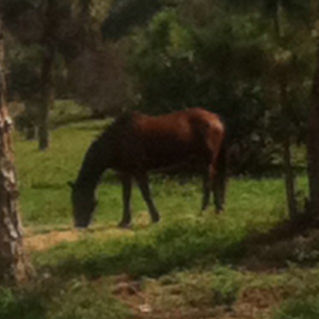 PThacher's profile picture. 