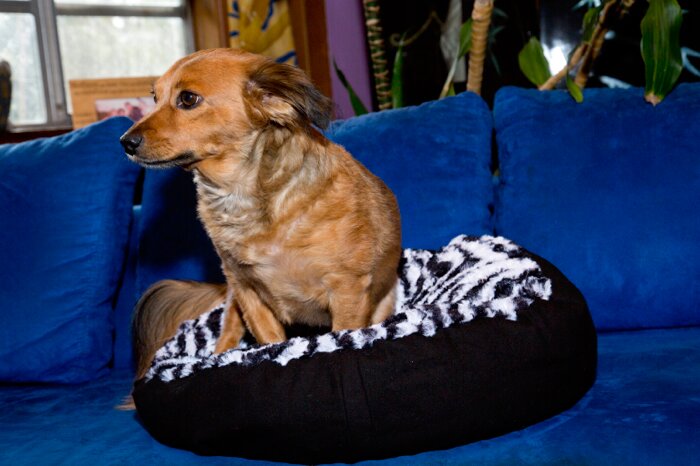 beanbagpetbeds's profile picture. Bean Bag Pet Beds. Dogs love these beds!
http://t.co/jUPl39A9sa