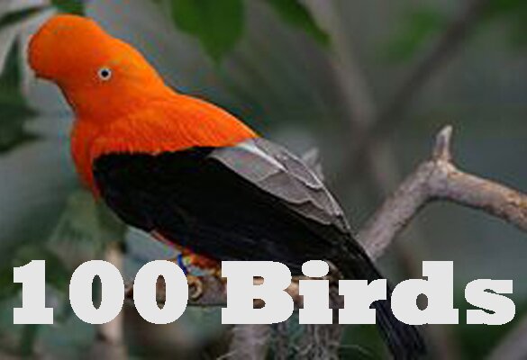 Blogging and travelling the world 100 birds at a time.