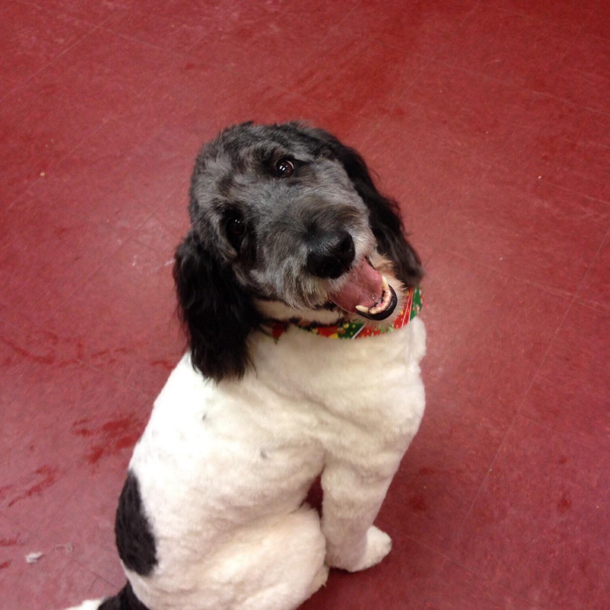 GroovyGroomRoom's profile picture. Groovy Groom Room is a very friendly, laid back environment grooming salon. I have over 20 years experience in the Pet Industry. Give us a call 908-322-8499.