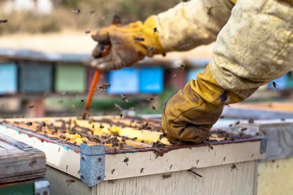 Renée Ricciardi : Photographs of Bees, Nature & Organic Life in Italy