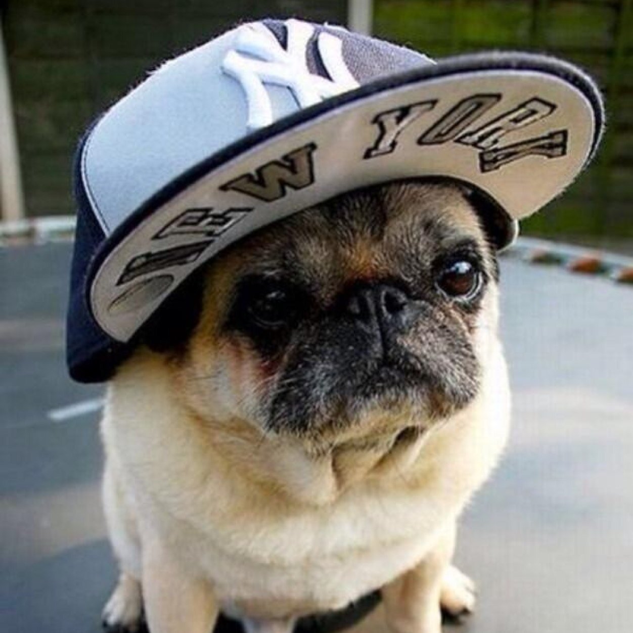 dog yankee hat
