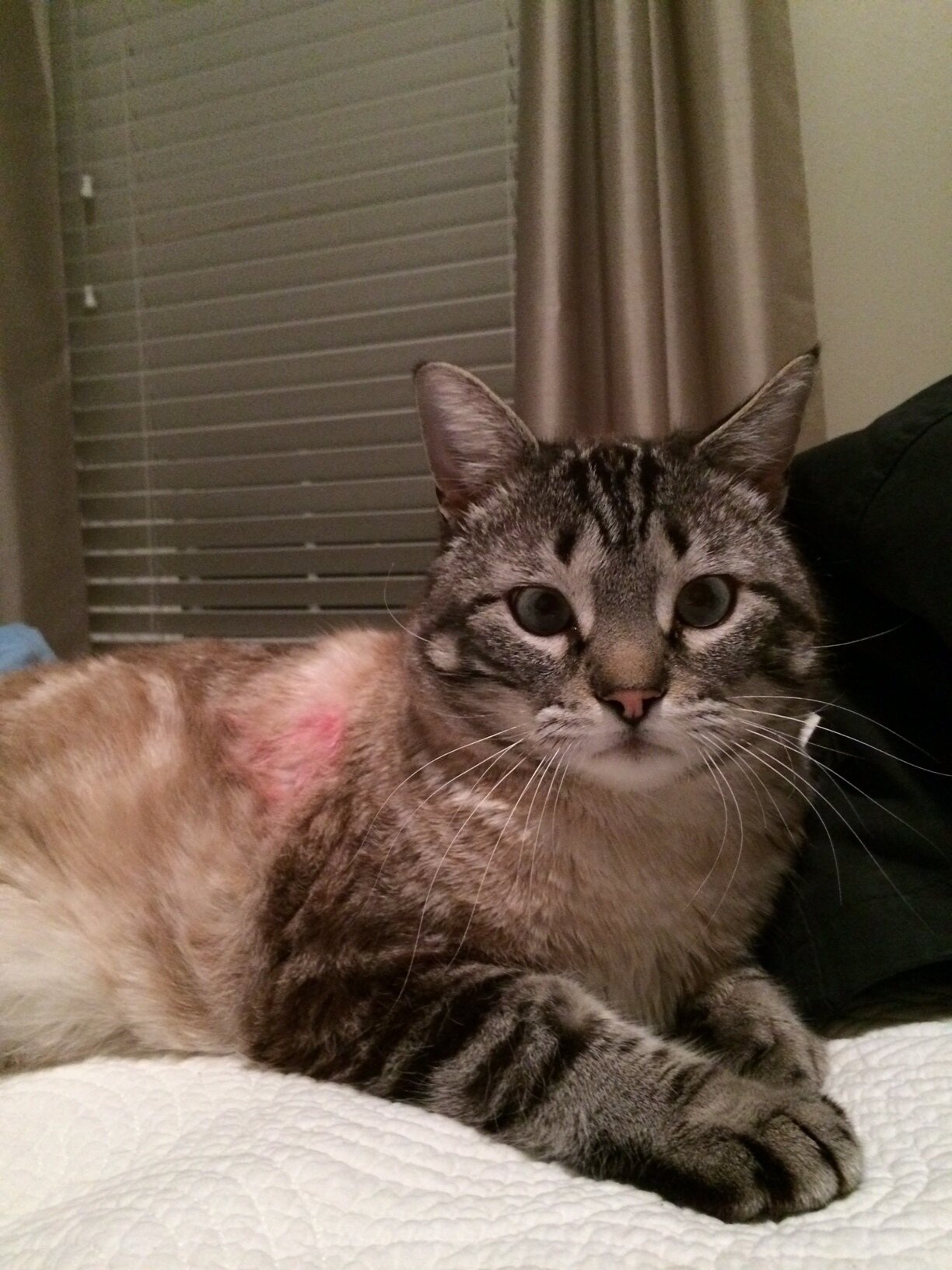 Maxwell_TheCat's profile picture. 