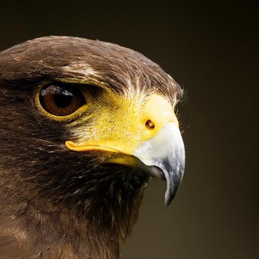 Historyclass79's profile picture. :)