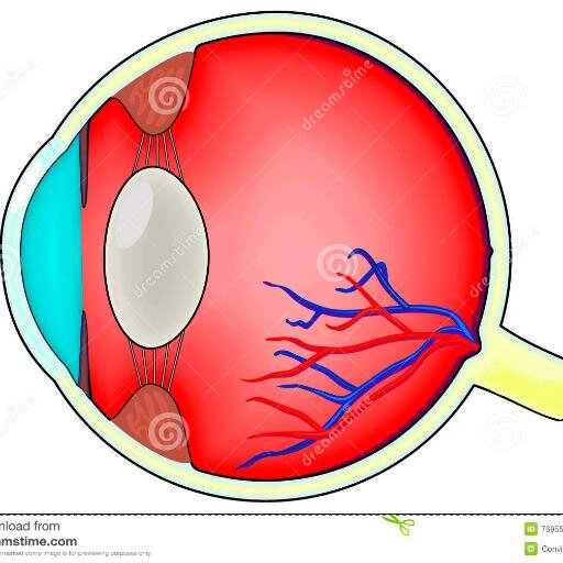 UW LAX Pre-Optometry Club