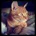 Tobin Thumbledore (@tobinthecat) Twitter profile photo Tobin Thumbledore (@tobinthecat) Twitter profile photo