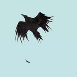 The Deadlight District Presents - A Crow Filled Sky