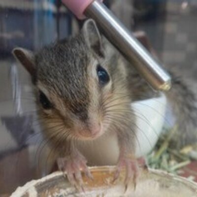 熊井幸平 Ratmsa2per Twitter 熊井幸平 Ratmsa2per Twitter