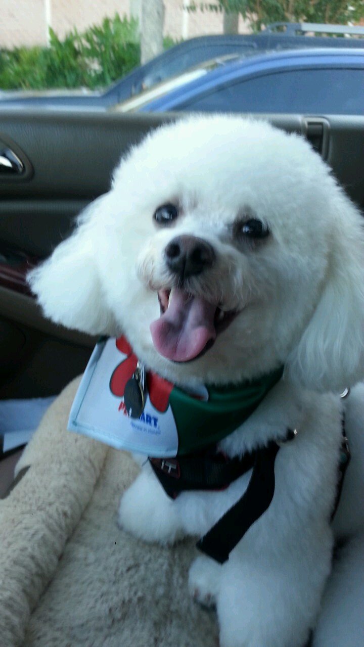 Hello, I'm Mr. Feo the Puppy Dog....Paws up my friends #bichonfrise #mrfeo