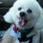MrFeoPuppydog's profile image