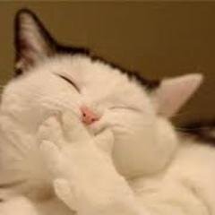 omokawadoubutsu's profile picture. 笑えて癒されてしまう可愛い動物たちの面白画像を集めてつぶやいています！