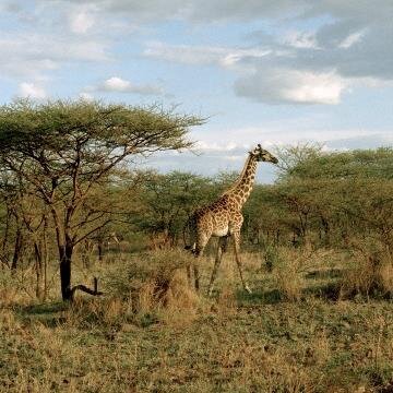 http://t.co/RvntKqEmo2 on Giraffe