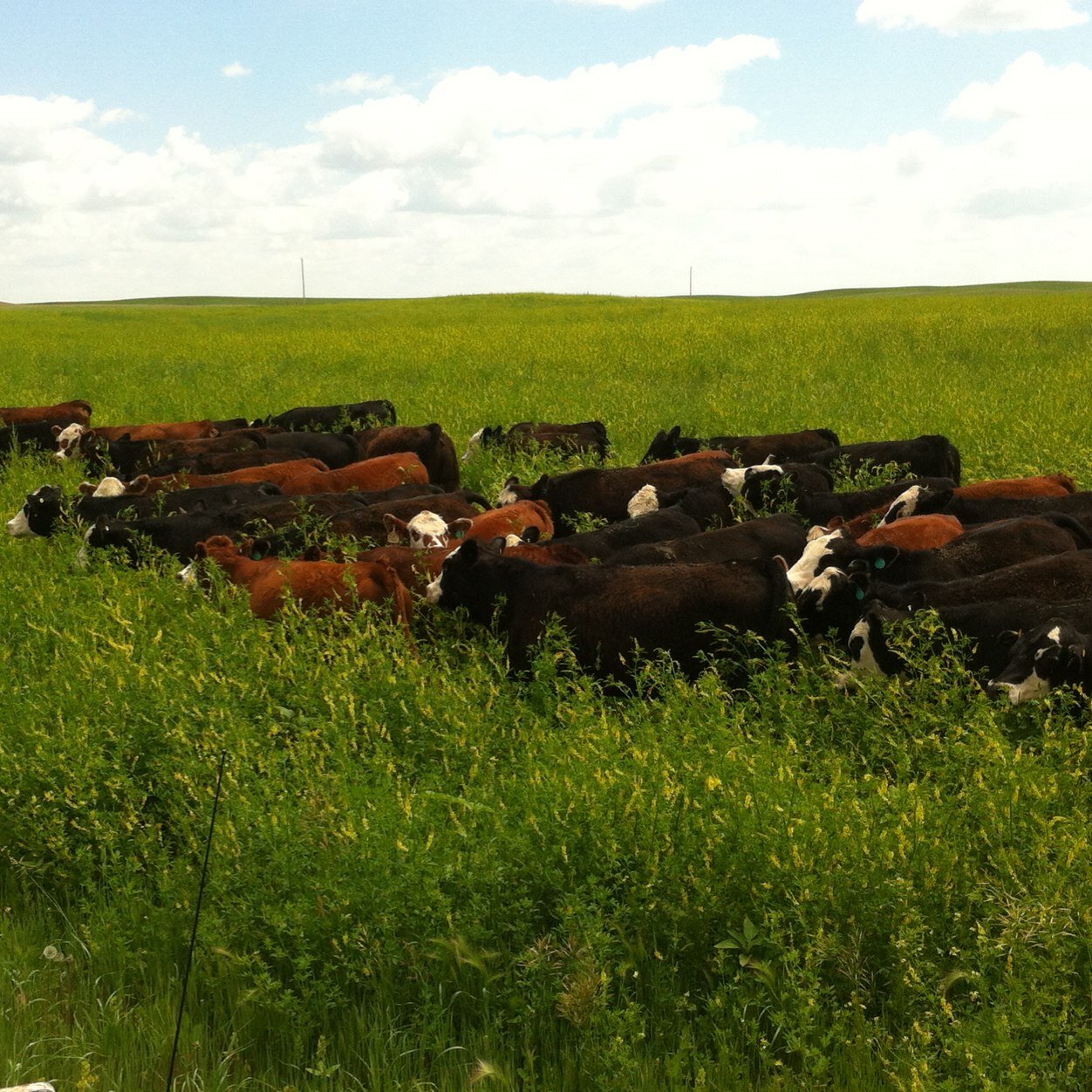 Dad, husband, rancher working for more common sense and less red tape.