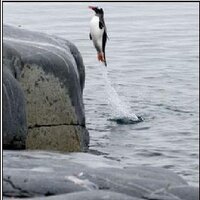 roshytsunami (@roshytsunami) 's Twitter Profile